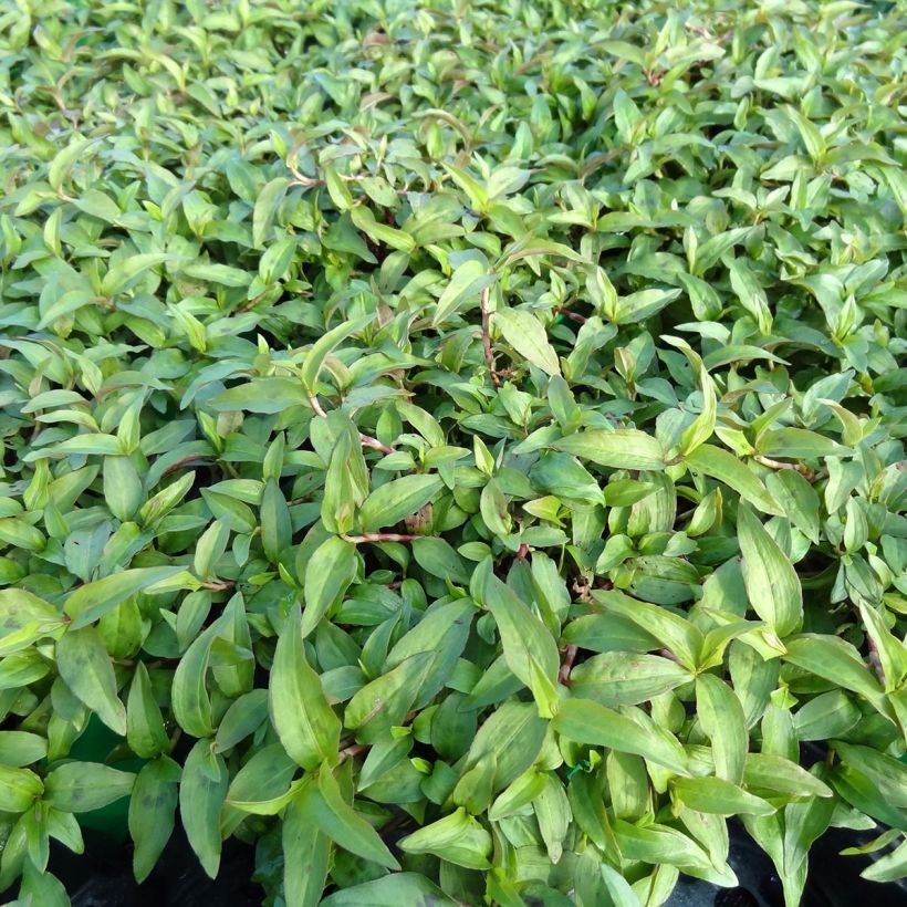 Vietnamese koriander - Persicaria odorata (jonge planten) (Groeiplaats)