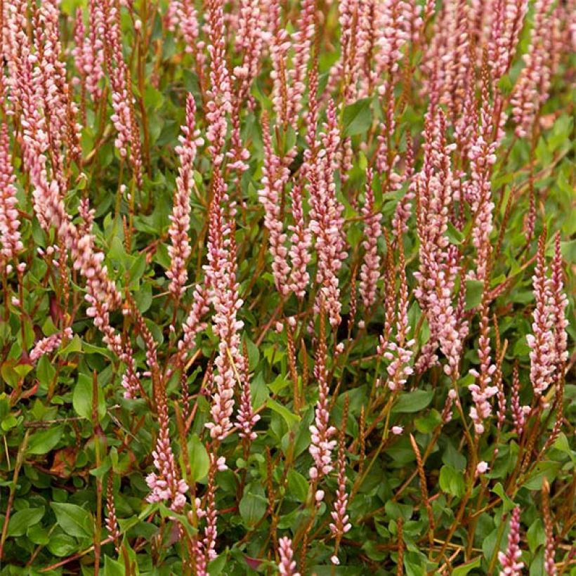 Persicaria vacciniifolia - Duizendknoop (Flowering)