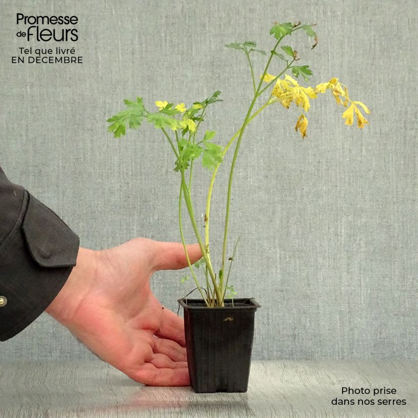 Exemplaar van Platte peterselie Gigante d'Italia BIO Kweekpotje van 8/9 cm zoals geleverd in de winter