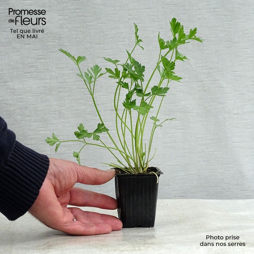 Exemplaar van Platte peterselie Gigante d'Italia BIO Kweekpotje van 8/9 cm zoals geleverd in de lente