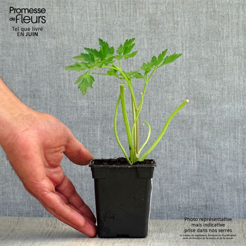 Exemplaar van Platte peterselie Gigante d'Italia BIO Kweekpotje van 8/9 cm zoals geleverd in de zomer