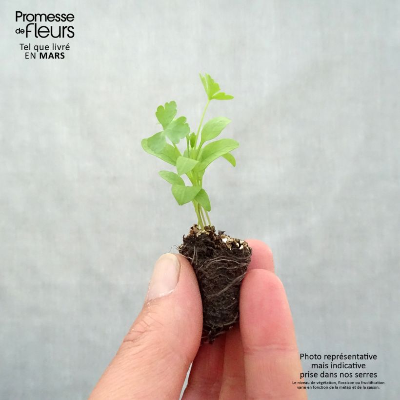 Exemplaar van Bladpeterselie Gigante d'Italia (jonge planten) Mini-mot Ø 3/4 cm zoals geleverd in de lente