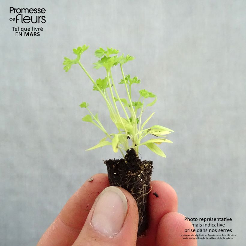 Exemplaar van Krulpeterselie Grüne Perle BIO (jonge planten in perspotjes) Mini-mot Ø 1,5/2,5 cm zoals geleverd in de lente