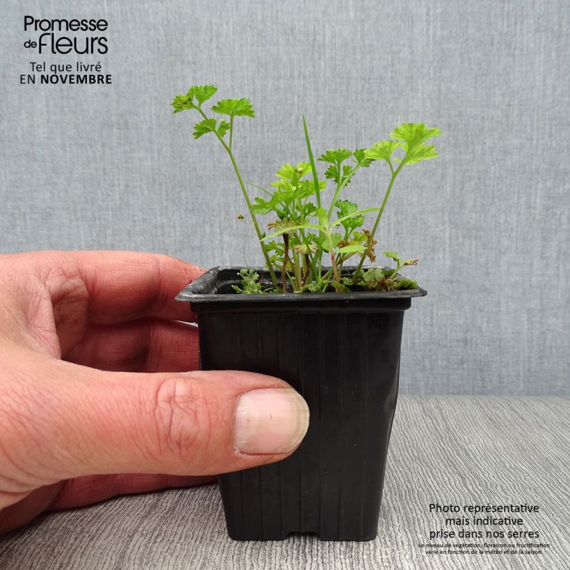 Exemplaar van Persil frisé vert foncé BIO Godet de 8 cm zoals geleverd in de herfst