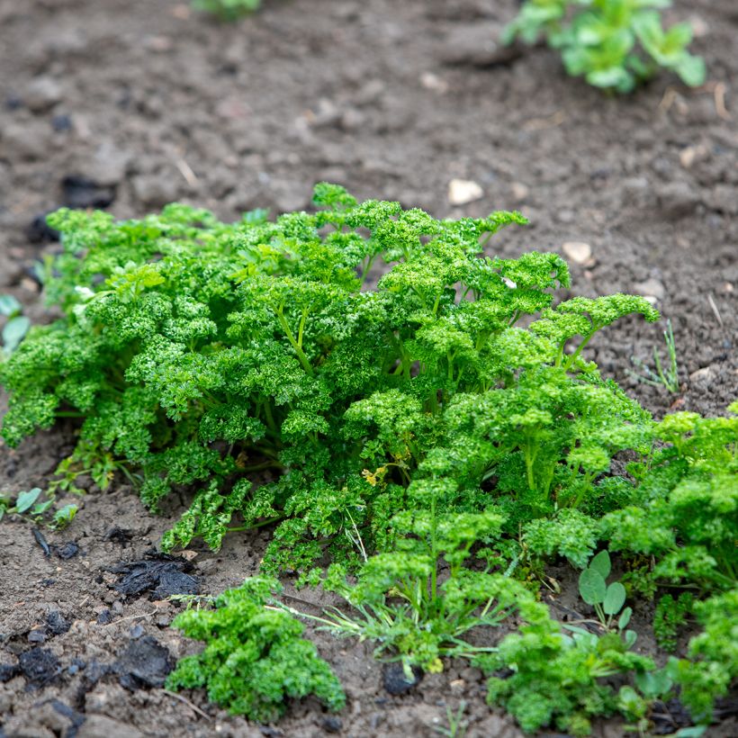 Krulpeterselie (Groeiplaats)