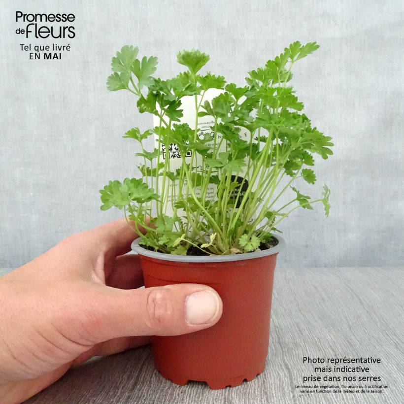 Exemplaar van Donkergroene  krulpeterselie BIO (jonge planten) Pot van 10 cm/11 cm zoals geleverd in de lente