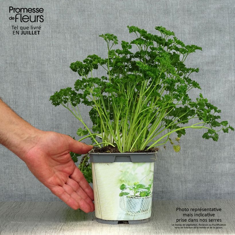 Exemplaar van Donkergroene  krulpeterselie BIO (jonge planten) Pot van 2 l/3 l zoals geleverd in de zomer
