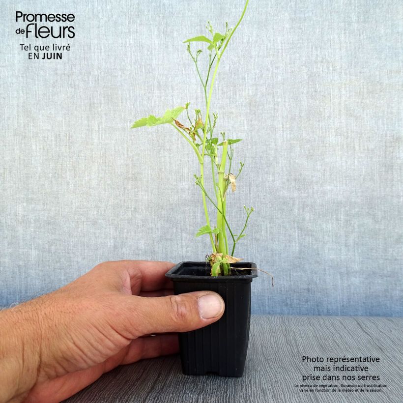 Exemplaar van Japanse peterselie BIO - Cryptotaenia japonica Kweekpotje van 7/8 cm zoals geleverd in de zomer