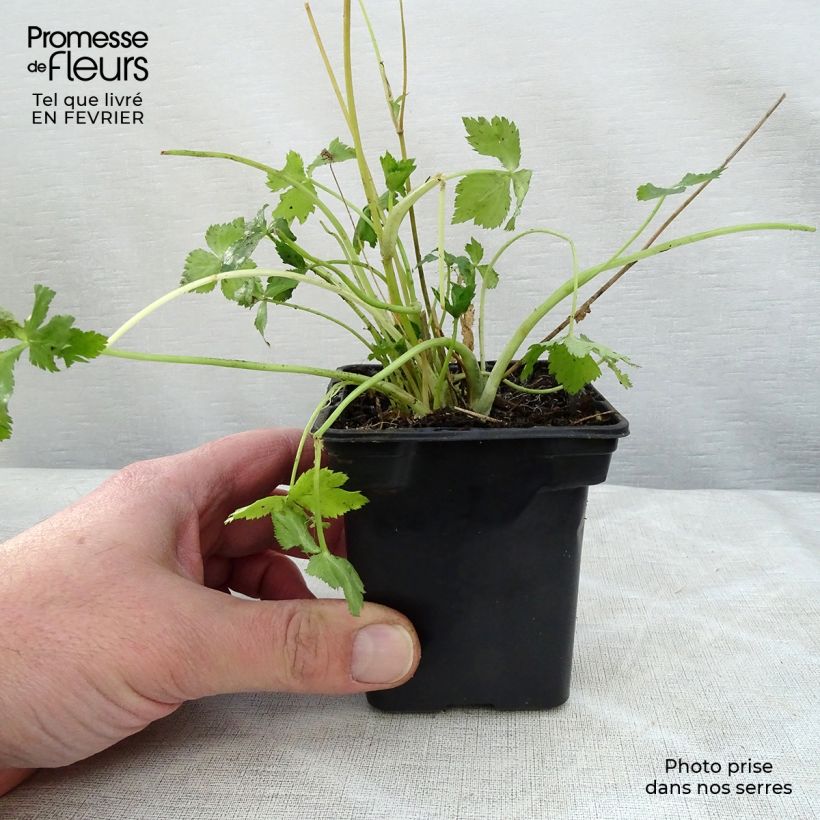 Exemplaar van Japanse peterselie BIO - Cryptotaenia japonica Kweekpotje van 7/8 cm zoals geleverd in de winter