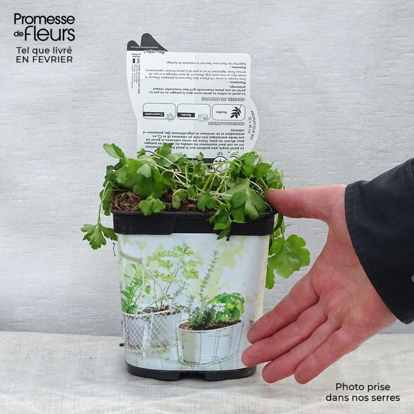 Exemplaar van Peterselie Gewone Reuzen van Italië in pot 1L./1.5L. BIO zoals geleverd in de winter