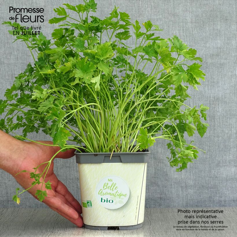 Exemplaar van Platte peterselie Gigante d'Italia BIO Pot van 1 l/1,5 l zoals geleverd in de zomer