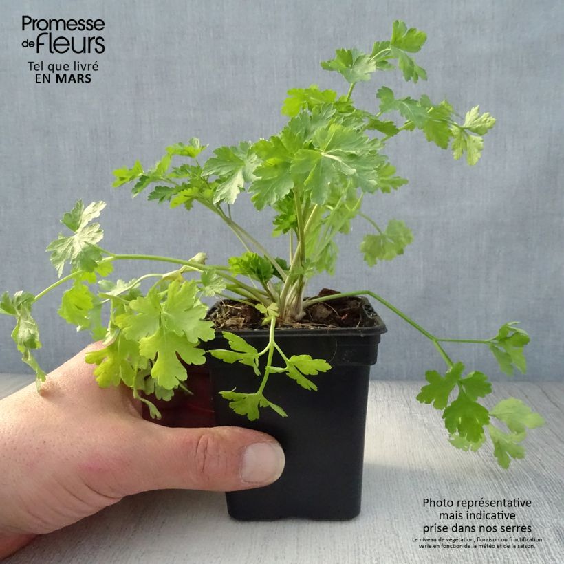 Exemplaar van Wortelpeterselie BIO - Petroselinum crispum (jonge planten in kweekpotjes) Kweekpotje van 7/8 cm zoals geleverd in de lente