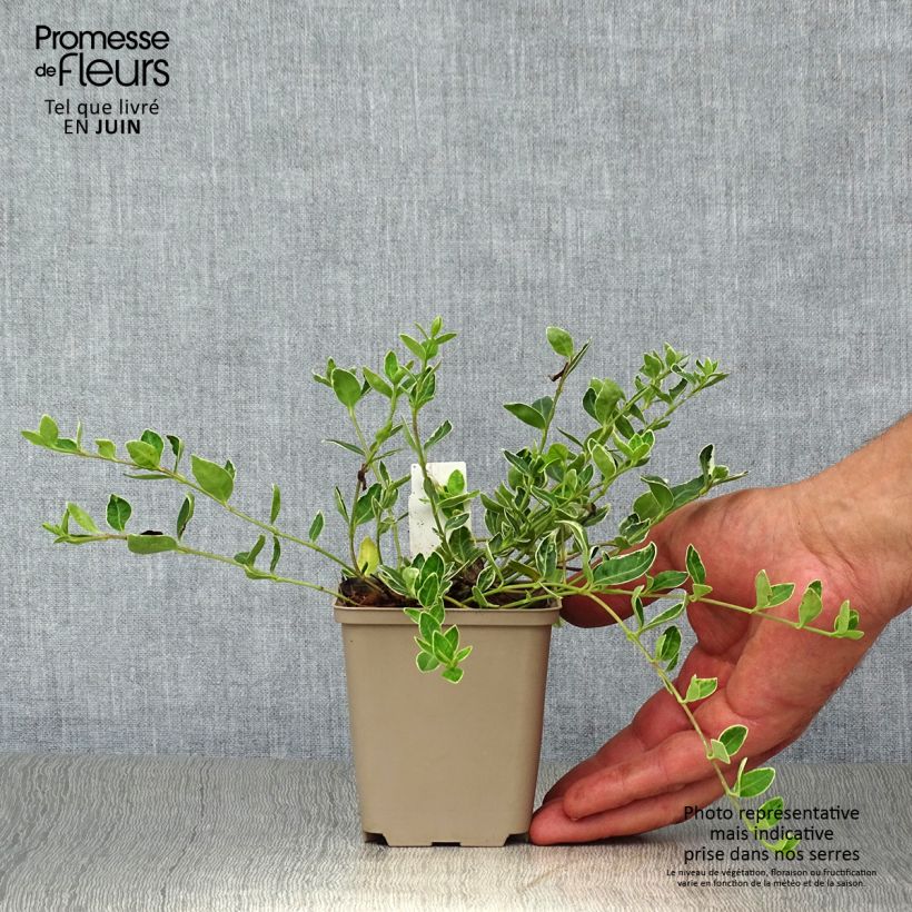 Exemplaar van Vinca minor Ralph Shugert - Kleine maagdenpalm Kweekpotje van 8/9 cm zoals geleverd in de zomer