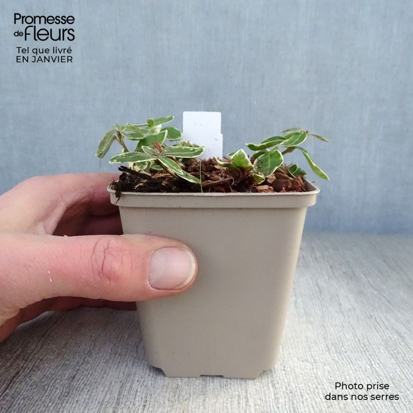 Example of Pervenche à petite fleurs - Vinca minor Ralph Shugert -  Kweekpotje van 8/9 cm as you get in hiver