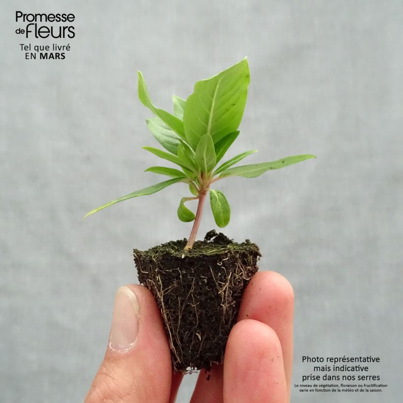 Example of Pervenche de Madagascar Cora Cascade mélange - Cataranthus roseus Kluitplant: kluit 3,8 cm x 3,2 cm in een tray voor 16 planten as you get in printemps