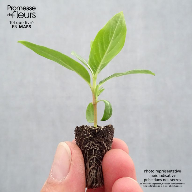 Example of Pervenche de Madagascar Titan F1 Blush - Catharanthus roseus Mini-mot Ø 1,5/2,5 cm as you get in printemps