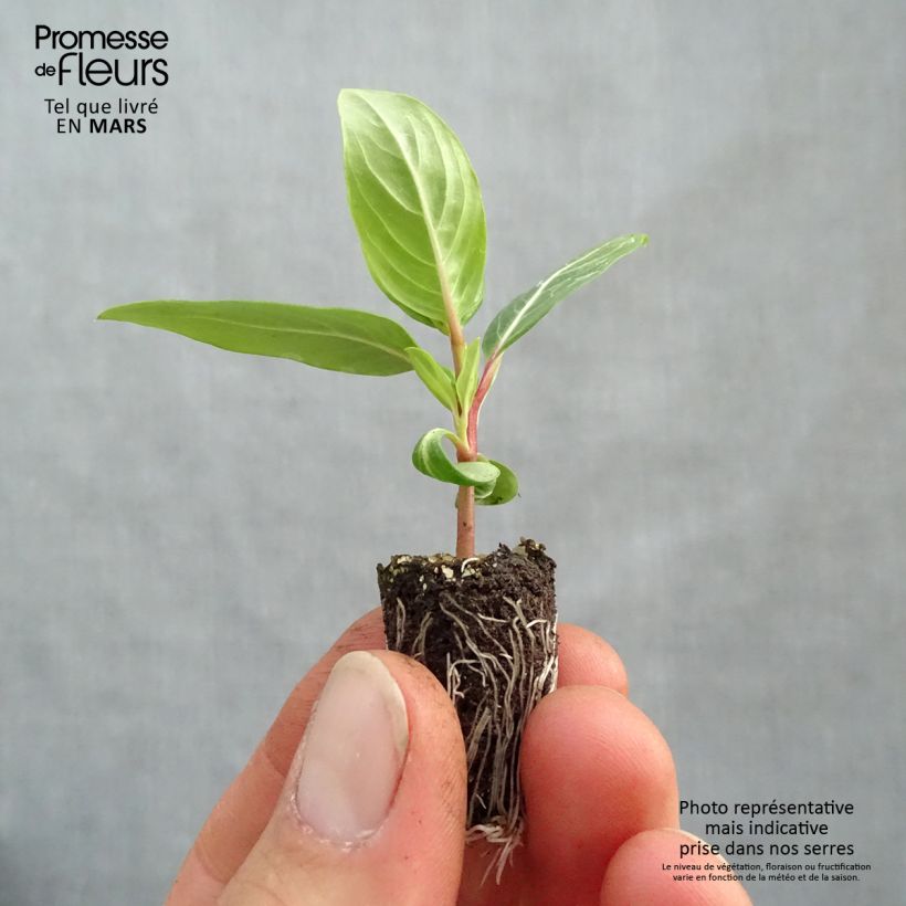 Example of Pervenche de Madagascar Titan F1 Lavender Blue Halo - Catharanthus roseus Mini-mot Ø 1,5/2,5 cm as you get in printemps