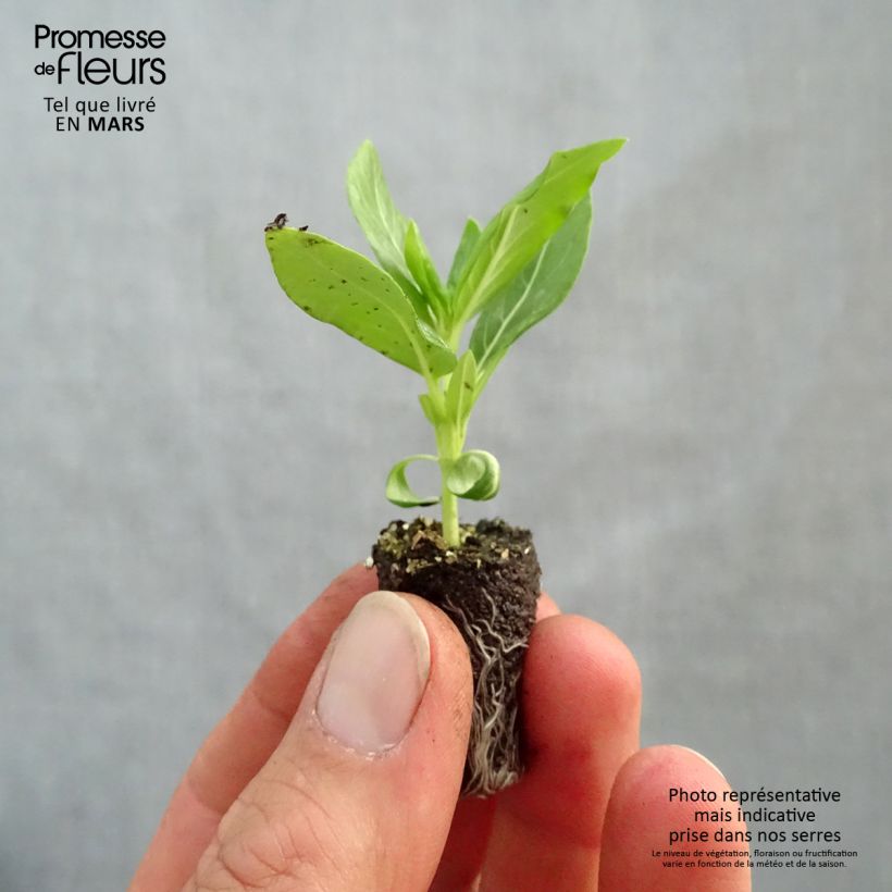 Example of Pervenche de Madagascar Titan F1 White - Catharanthus roseus Mini-mot Ø 1,5/2,5 cm as you get in printemps