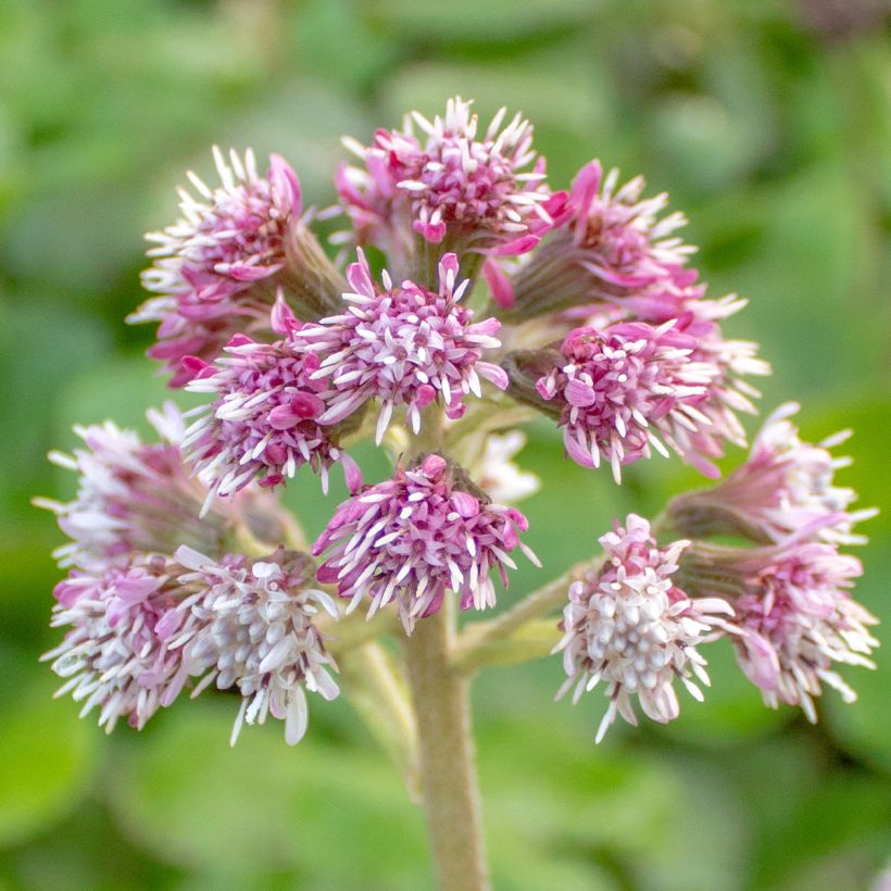 Petasites fragrans - Winterheliotroop (Bloei)