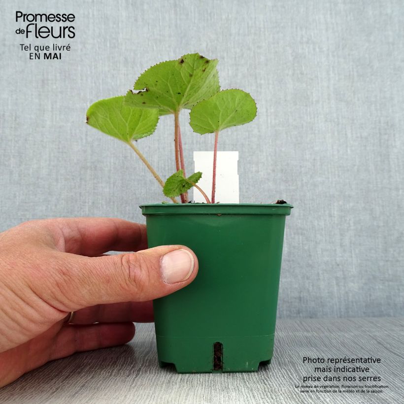 Exemplaar van Petasites fragrans - Winterheliotroop Kweekpotje van 8/9 cm zoals geleverd in de lente