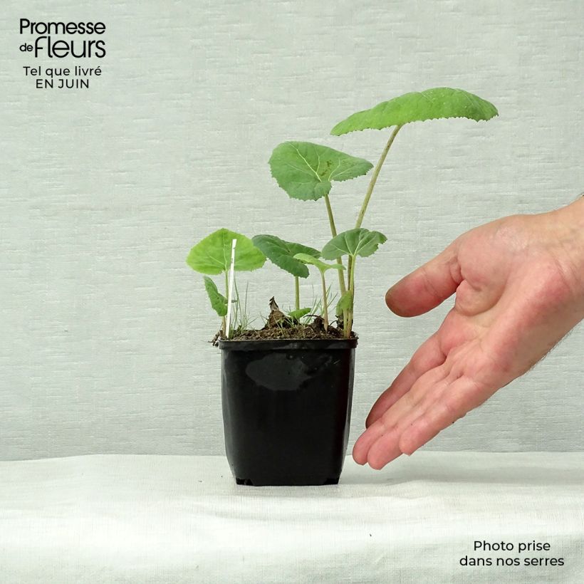 Exemplaar van Petasites hybridus - Groot hoefblad Kweekpotje van 8/9 cm zoals geleverd in de zomer