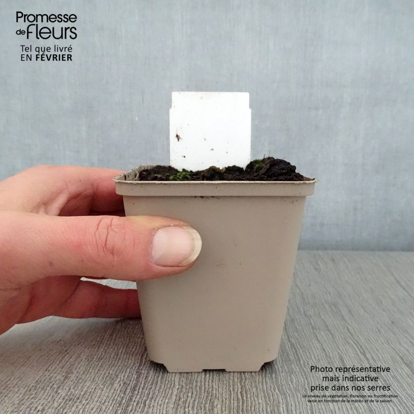 Example of Petasites hybridus - Groot hoefblad Kweekpotje van 8/9 cm as you get in hiver