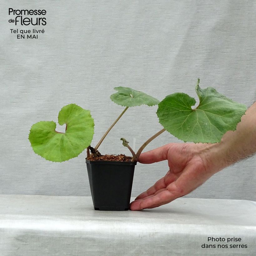 Exemplaar van Petasites japonicus Giganteus - Japans hoefblad Kweekpotje van 8/9 cm zoals geleverd in de lente