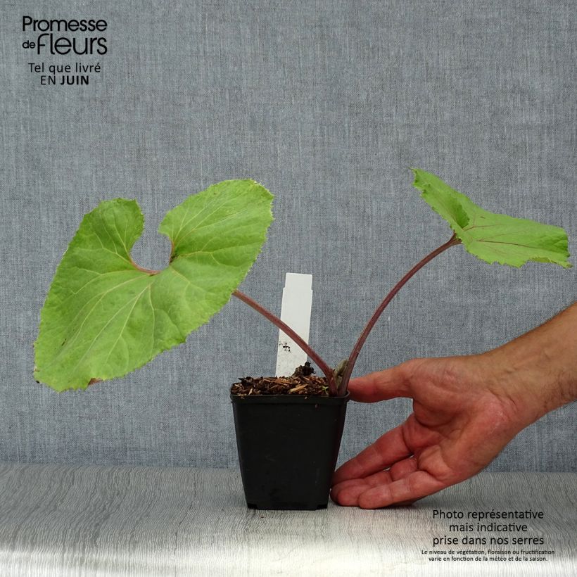 Exemplaar van Petasites japonicus Giganteus - Japans hoefblad Kweekpotje van 8/9 cm zoals geleverd in de zomer