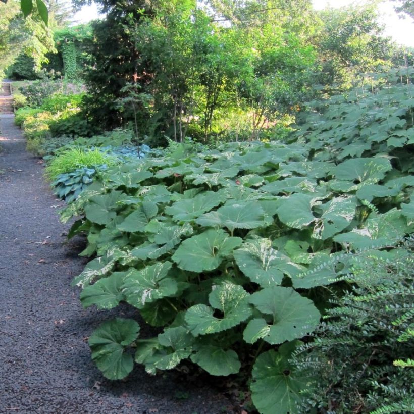 Petasites japonicus variegatus - Japans hoefblad (Foliage)