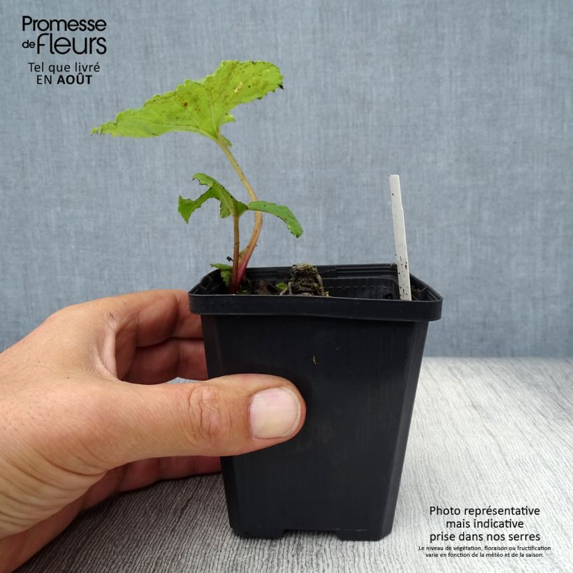 Exemplaar van Petasites japonicus variegatus - Japans hoefblad Kweekpotje van 8/9 cm zoals geleverd in de zomer