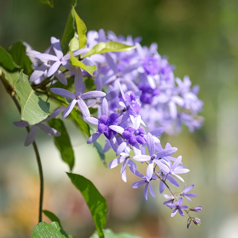 Petrea volubilis - Bloem van God (Bloei)