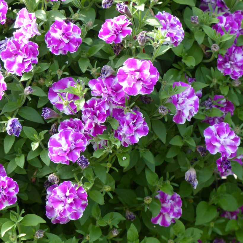 Petunia Amarena Twist - Hangpetunia (Flowering)