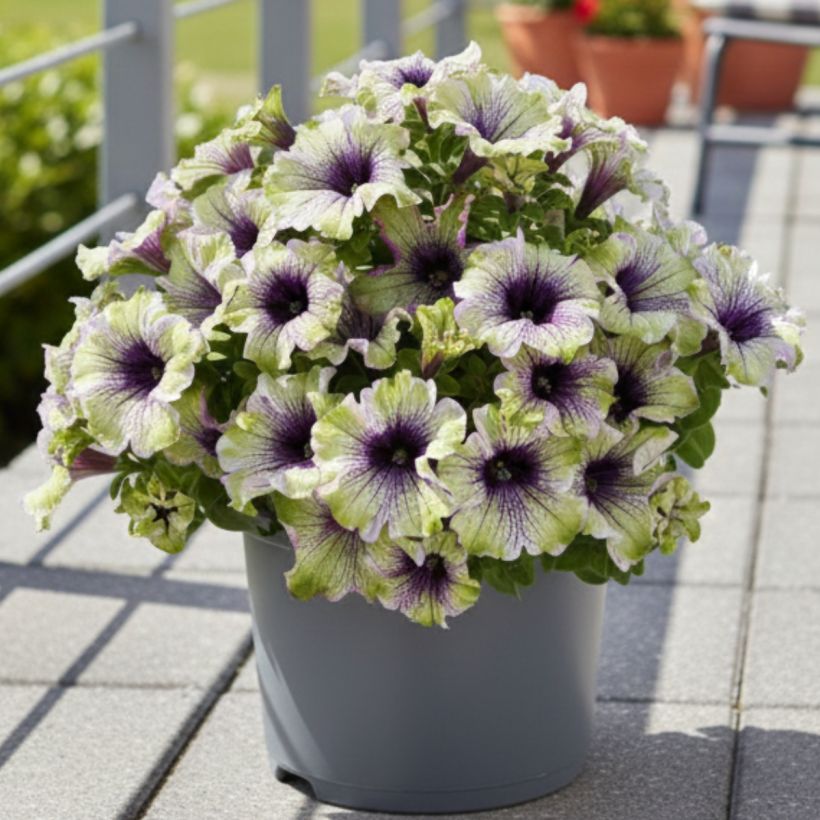 Petunia Amazonas Plum Cockatoo (Groeiplaats)