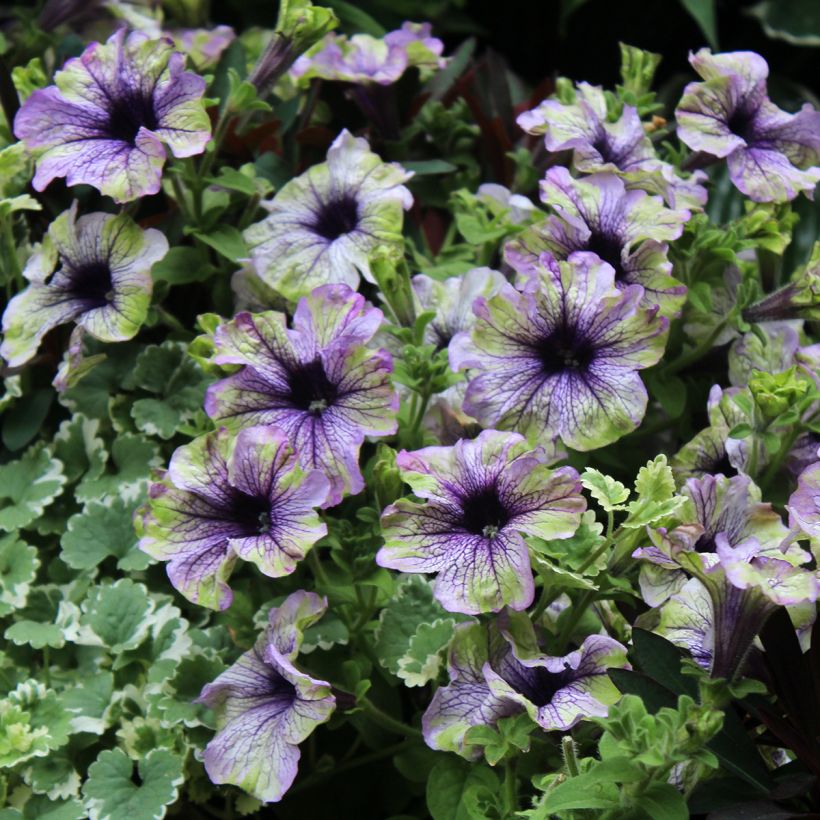 Petunia Amazonas Plum Cockatoo (Bloei)