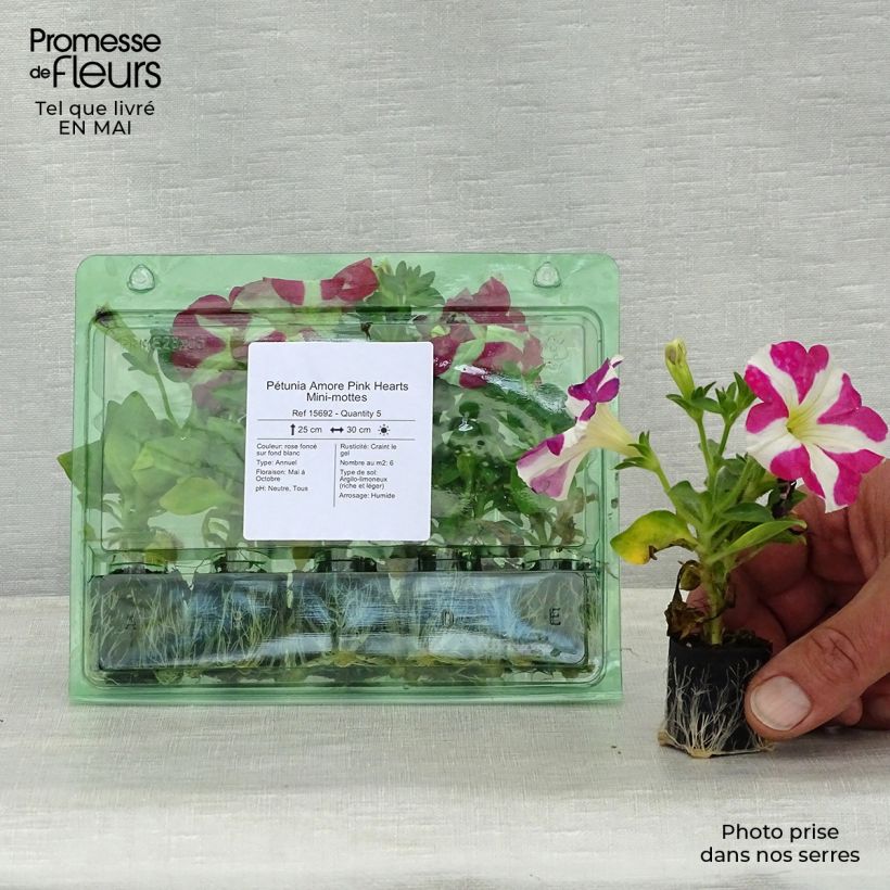 Example of Pétunia Amore Pink Hearts Mini-mot Ø 3/4 cm as you get in printemps
