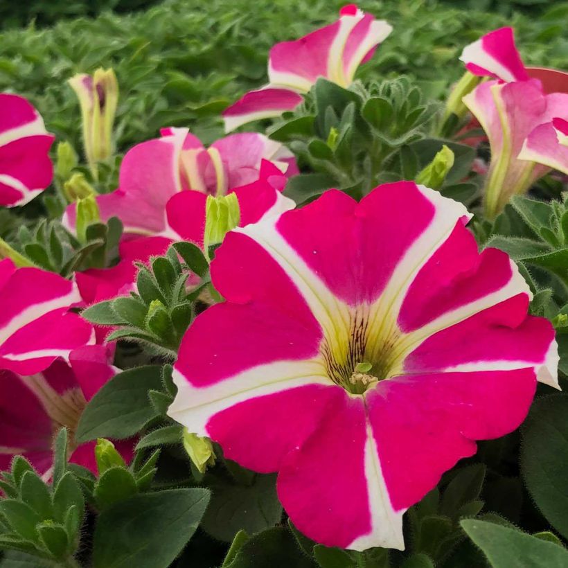 Petunia Amore Pink Hearts - Hangpetunia (Flowering)