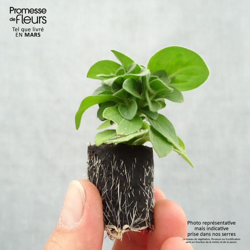 Example of Pétunia Amore Queen of Hearts Mini-mot Ø 3/4 cm as you get in printemps