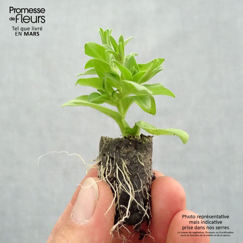 Exemplaar van Petunia Baby Doll - Hangpetunia Mini-mot Ø 1,5/2,5 cm zoals geleverd in de lente