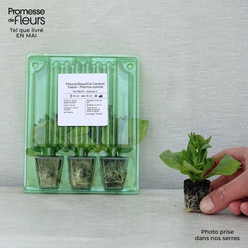 Example of Pétunia BeautiCal Caramel Yellow - Petchoa hybrida Mini-mot Ø 3/4 cm as you get in printemps