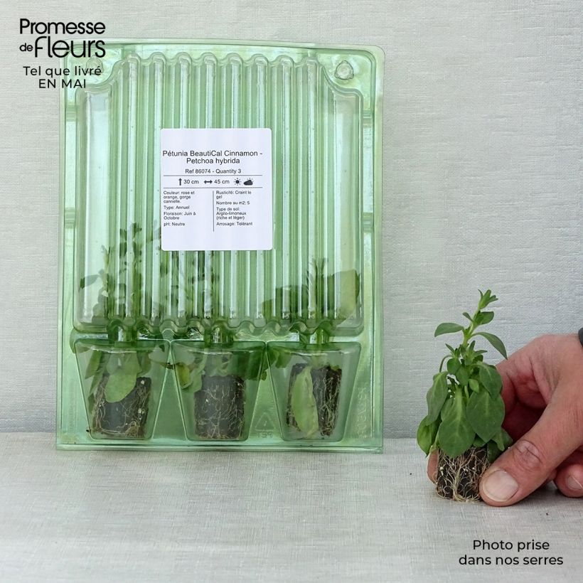 Example of Pétunia BeautiCal Cinnamon - Petchoa hybrida Mini-mot Ø 3/4 cm as you get in printemps