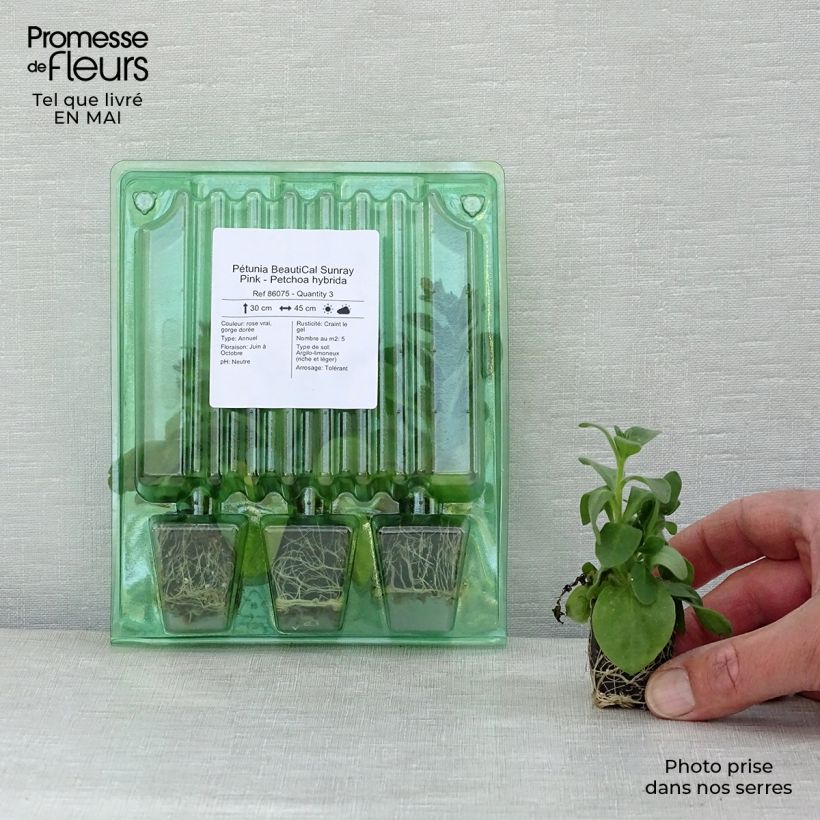 Example of Pétunia BeautiCal Sunray Pink - Petchoa hybrida Mini-mot Ø 3/4 cm as you get in printemps