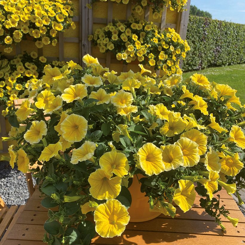 Petunia Bee's Knees - Hangpetunia (Bloei)