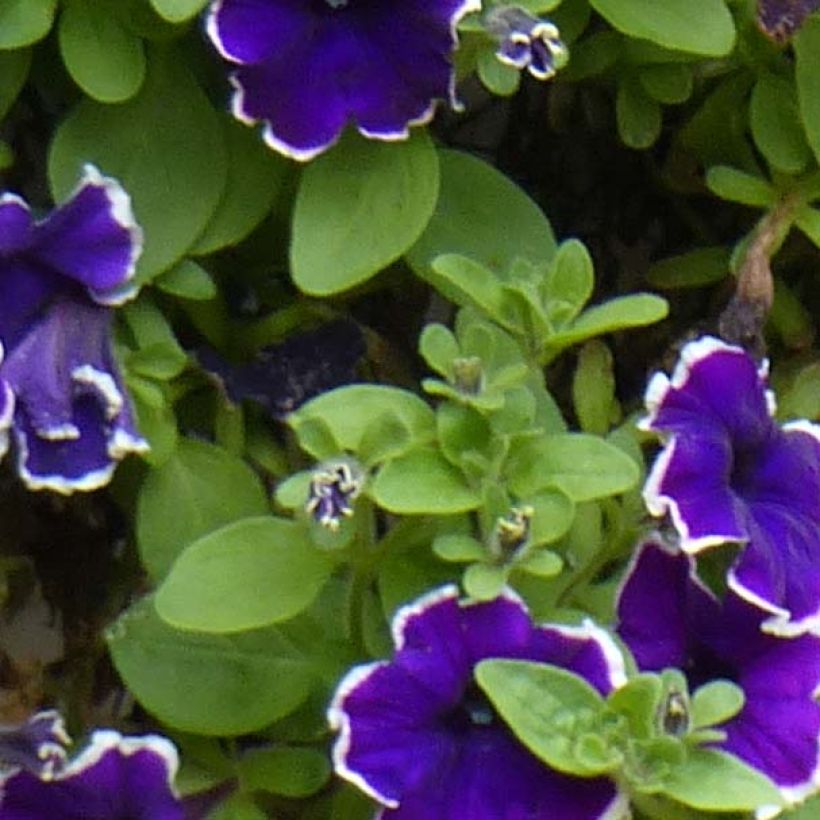 Petunia Blue Picotee - Hangpetunia (Foliage)
