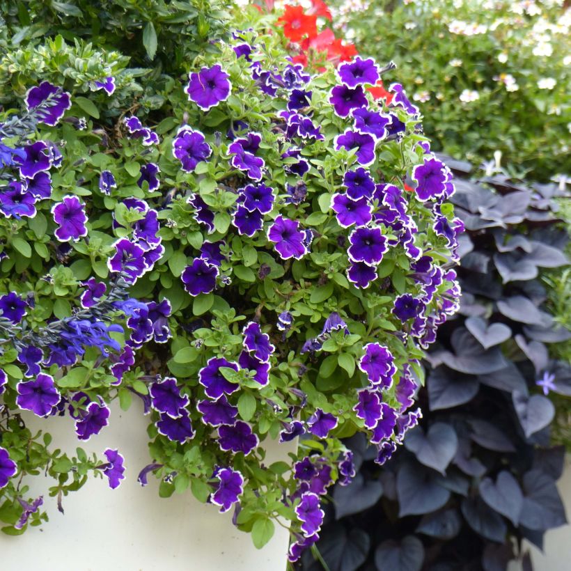 Petunia Blue Picotee - Hangpetunia (Plant habit)