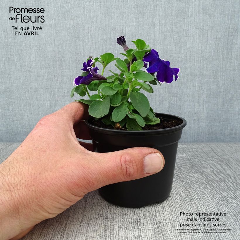 Example of Pétunia Blue Picotee Kweekpotje van 8/9 cm as you get in printemps