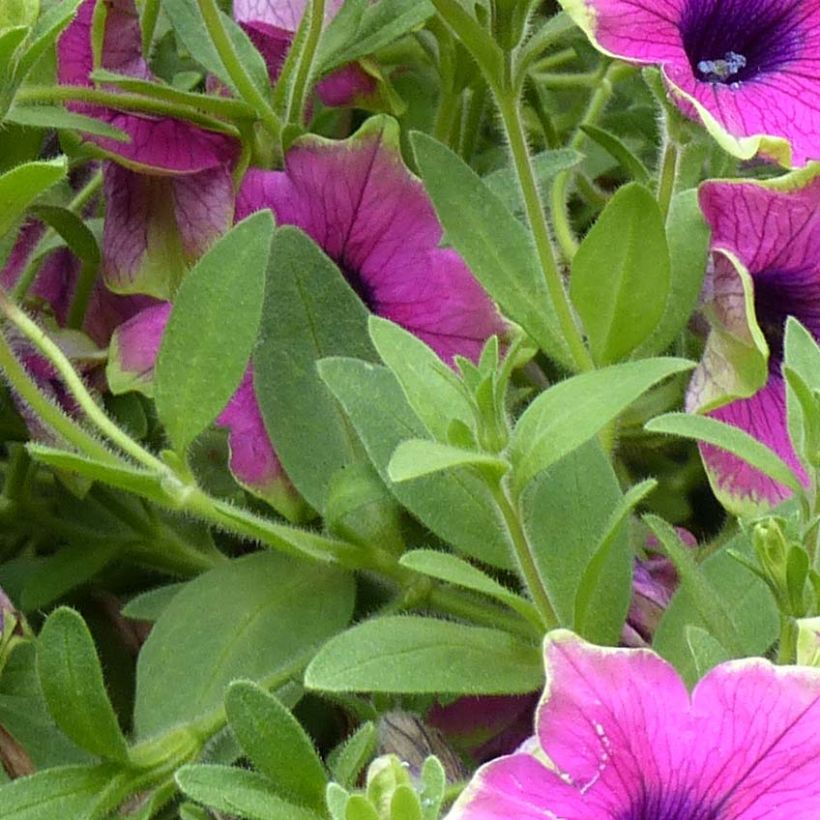 Petunia Designer Buzz Purple - Hangpetunia (Foliage)