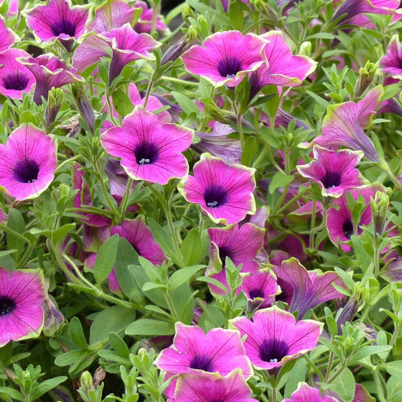 Petunia Designer Buzz Purple - Hangpetunia (Flowering)