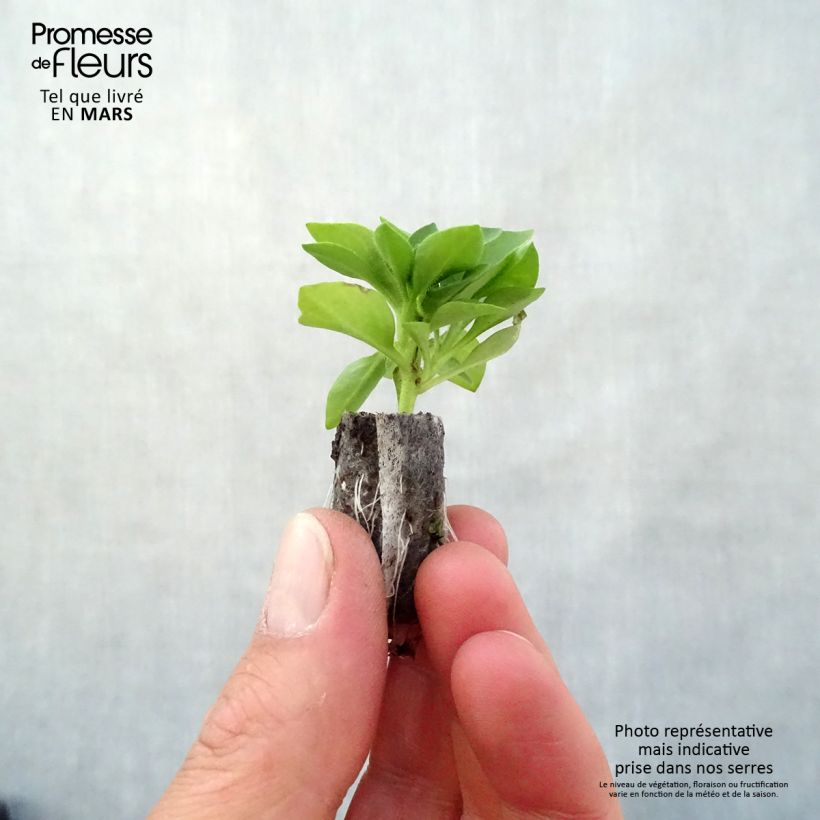 Exemplaar van Petunia Capella Baby Pink - Hangpetunia Mini-mot Ø 3/4 cm zoals geleverd in de lente