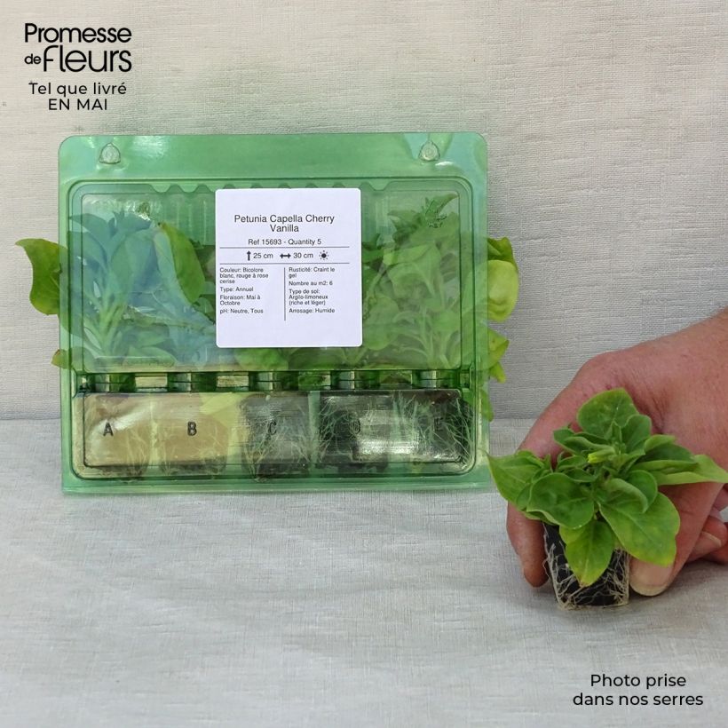 Example of Petunia Capella Cherry Vanilla Mini-mot Ø 3/4 cm as you get in printemps