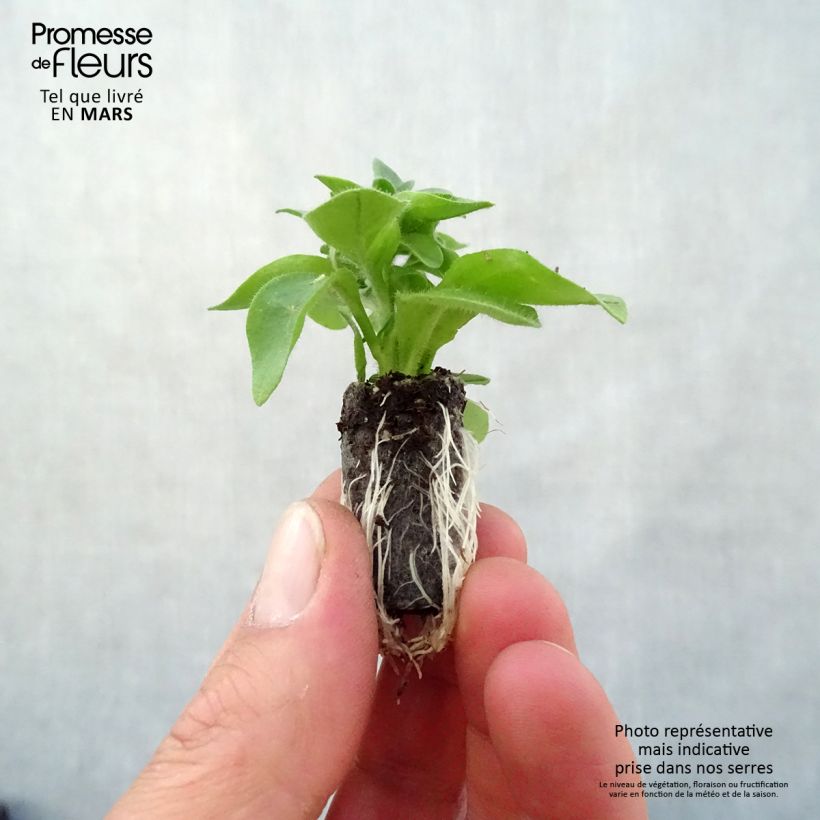 Example of Petunia Capella Hello Yellow Mini-mot Ø 3/4 cm as you get in printemps